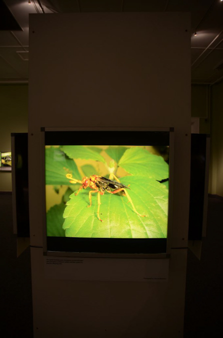 Wasp_exhibition__DSC3476
